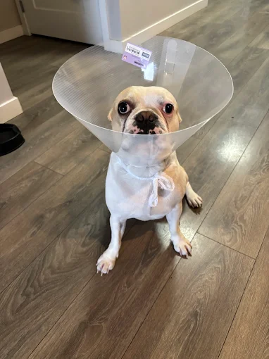Puppy getting a gentle check-up with a stethoscope